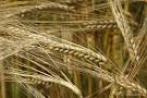 International Starch: Barley