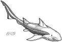 Origin of Modern Sharks
