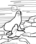 Seal coloring page