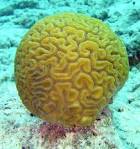 Coral reef - Wikipedia, the free encyclopedia