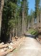 Forestry - Wikipedia, the free encyclopedia