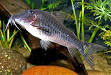 Corydoras - Wikipedia, the free encyclopedia