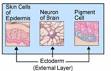 Ectoderm - Wikipedia, the free encyclopedia