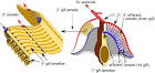Cephalopod Gills