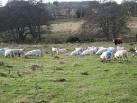 Testosterone fuelled! Field on South Healey farm, occupied by both a bull - via Daymix
