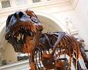 Tyrannousaurs Rex Field Museum - Chicago Field Museum Dinosaurs