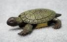 Plastic Freshwater Turtle - Freshwater Turtle Replica - Freshwater ...