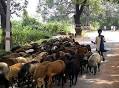 Herd - Wikipedia, the free encyclopedia