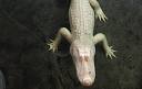 Albino Alligator