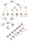 MRC Clinical Sciences Centre - Research Groups - - Lymphocyte ...