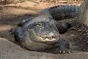 http://www.tnaqua.org/Libraries/Reptiles/AmericanAlligator.sflb.ashx