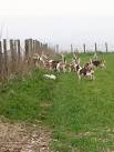 The New Forest Beagles, - via Daymix