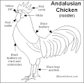 Chicken Printout- EnchantedLearning.