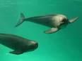 Finless Porpoises, Neophocaena phocaenoides at MarineBio.