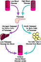 Insulin Regulation of Blood Sugar and Diabetes - The Important ...