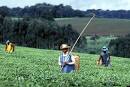 Building National Capacity for Integrated Agricultural Research ... 