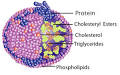 Structure of <b>Lipoproteins</b>