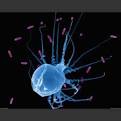  Alveolar Macrophage 