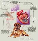 Heartworm Disease