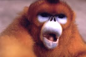 http://t3.gstatic.com/images?q=tbn:ANd9GcTYt2e0p3UyJ4_sGPA2ySR5bbX2SVbBB6MBfQd6dwGgGwqkWJqr