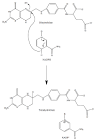 Dihydrofolate reductase - Wikipedia, the free encyclopedia