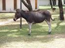 Imagenes de Heia Safari Ranch, Gauteng - Casa Rural Fotos ... 