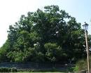 The world's 10 oldest living trees: Chestnut Tree of One Hundred ...