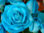 Rosas Azules