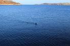 Basking Shark off Rubha Ard - via Daymix