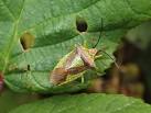 "Bug" is often used as a slang - via Daymix