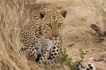 File:Leopard about to Pounce (3684691845).jpg - Wikimedia Commons
