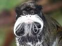 Tamarin Monkeys at Animal Corner