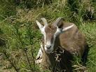 unusual goat near Hollingrove - via Daymix
