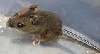 House mice and wood mice. Mouse traps and humane mouse traps