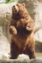 File:Brown bear rearing.jpg - Uncyclopedia, the content-free ...