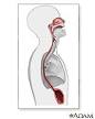 Esophagus Disorders: MedlinePlus
