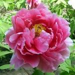 File:<b>Paeonia</b> suffruticosa at