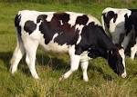 Holstein cow royalty free stock photograph