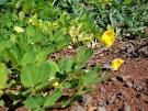 Arachis hypogea (Fabaceae) / Plants of Italy - Flora italiana