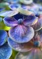 240px-Hydrangea-round-petal- ...