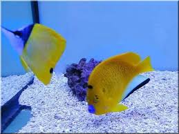 images?qtbnANd9GcT EyzuUUm4K2p0K   yRjXwEbNRfZzvioRDP3MXaInb2w2qjq7ER6qaQhs