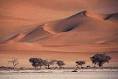 Desert Biomes