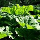 Wild rhubarb or butterbur - via Daymix
