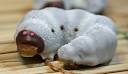 Larva