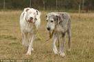 A new home at last for the blind Great Dane and her devoted guide ...