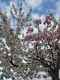 Grafting - Wikipedia, the free encyclopedia