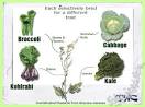 Brassicaceae - Mustard Family: Plant Family Web: Videos ...