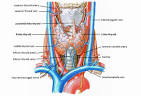Anatomy - Endocrinesurgery.