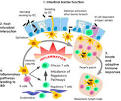 Gut flora and probiotics