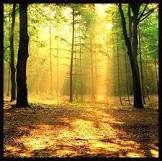 "In the summer."<http://biomesfirst10.wikispaces.com/Temperate+Deciduous+Forest+Home> February 24,2011